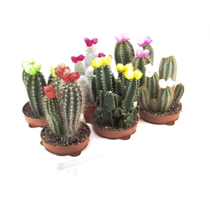 Cactus decoratie strobloem mix