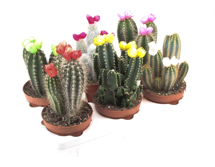 <h4>Cactus decoratie strobloem mix</h4>