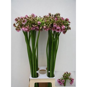 Allium Nectaroscordum Rosy Bells