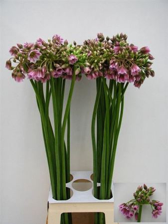 <h4>Allium Nectaroscordum Rosy Bells</h4>