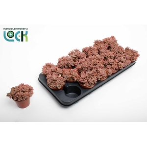 arr8 Sedum Bordeaux Hart