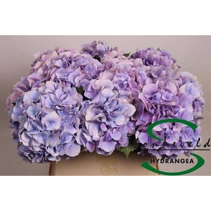 HYDR M CH MARSEPE BL