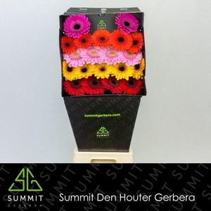 Germini Mix Diamond
