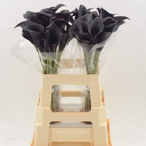 Calla Escape