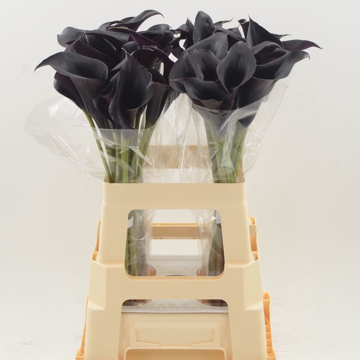 <h4>Calla Escape | Heavy Quality</h4>