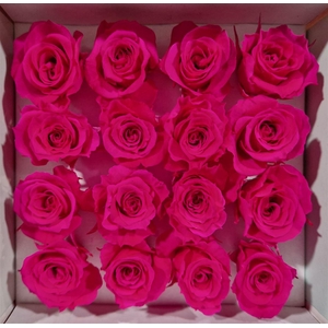 Ro Pres Micro Fuchsia