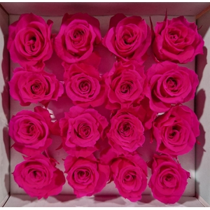 Ro Pres Micro Fuchsia