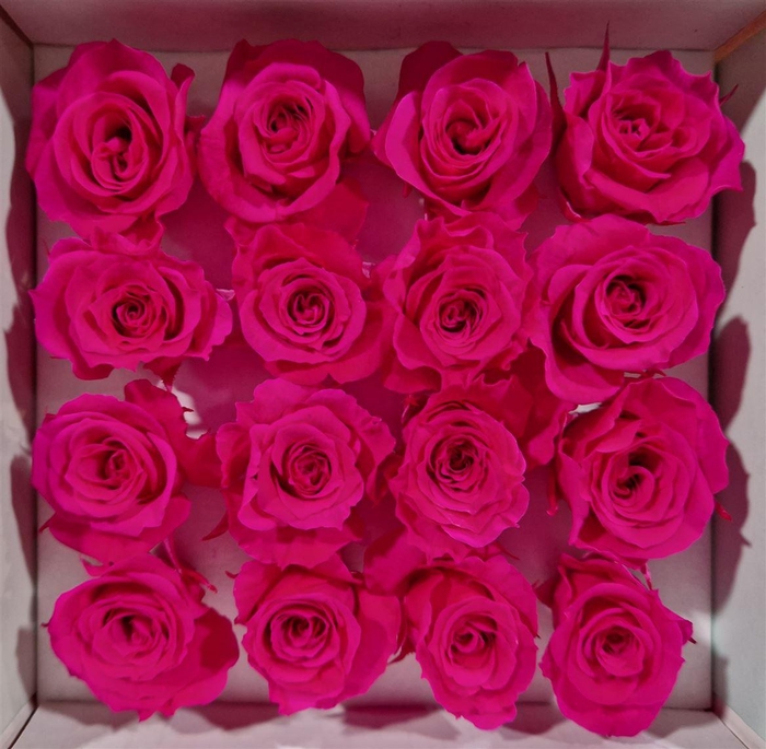 <h4>Ro Pres Micro Fuchsia</h4>