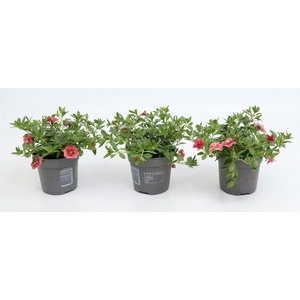 Calibrachoa Double Cabaret Apricot