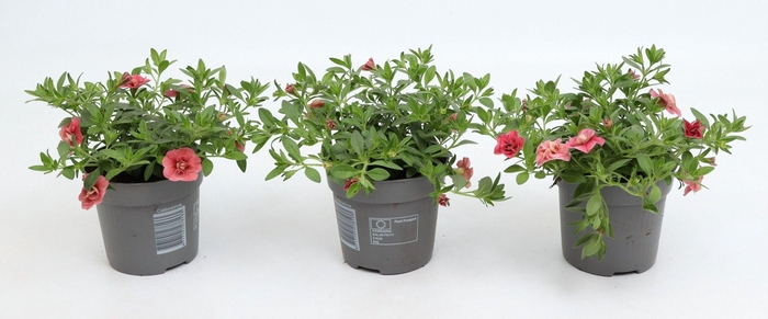 <h4>Calibrachoa Double Cabaret Apricot</h4>
