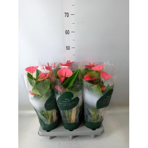 Anthurium andr. 'Sweet Dream'