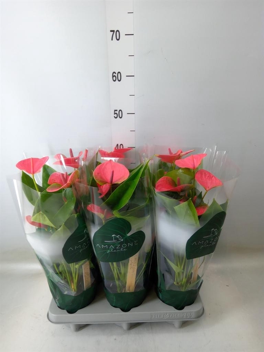 <h4>Anthurium andr. 'Sweet Dream'</h4>