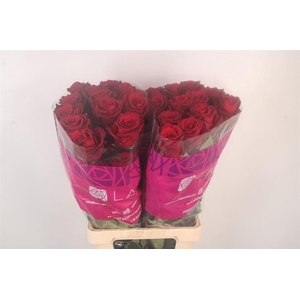 R Gr Ec Explorer 2-4