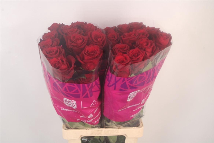 <h4>R Gr Ec Explorer 2-4</h4>