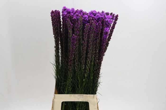 <h4>Liatris Callilepis</h4>