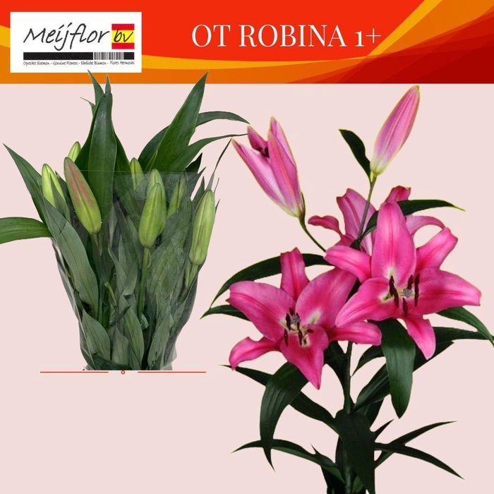 <h4>LI OT ROBINA</h4>