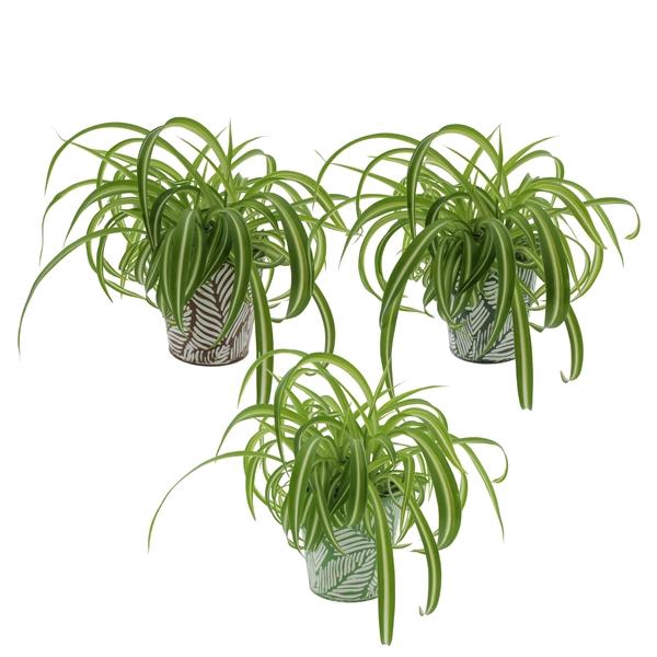<h4>Chlorophytum comosum 'Bonnie'</h4>