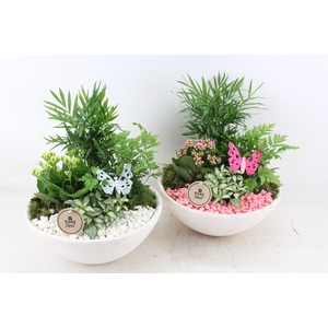 arr2 PL - Ebbischaal white x2 - roze/wit