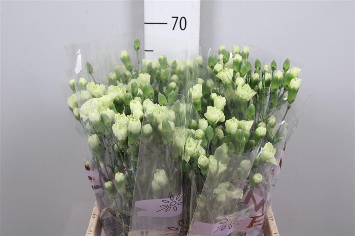 <h4>Di Tr Rascal Green</h4>