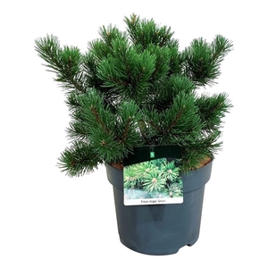 Pinus mugo 'Gnom'