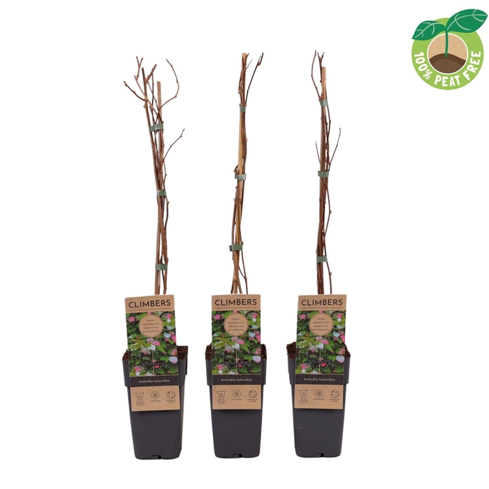 <h4>Actinidia Kolomikta</h4>