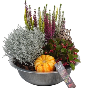 Arr.   Tuinplanten L%