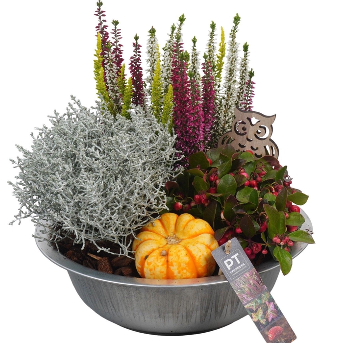 <h4>Arr.   Tuinplanten L%</h4>