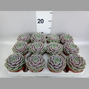 Echeveria   ...