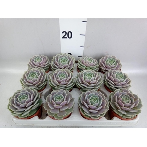Echeveria   ...