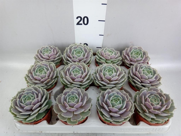 <h4>Echeveria   ...</h4>