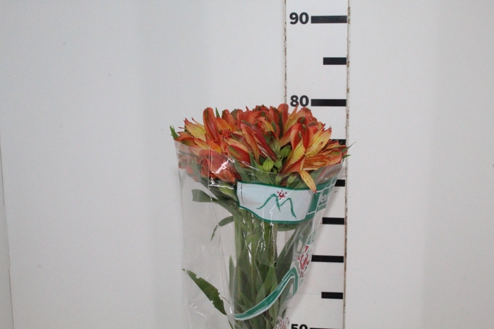 <h4>ALSTROEMERIA CHEERIO 080 CM</h4>