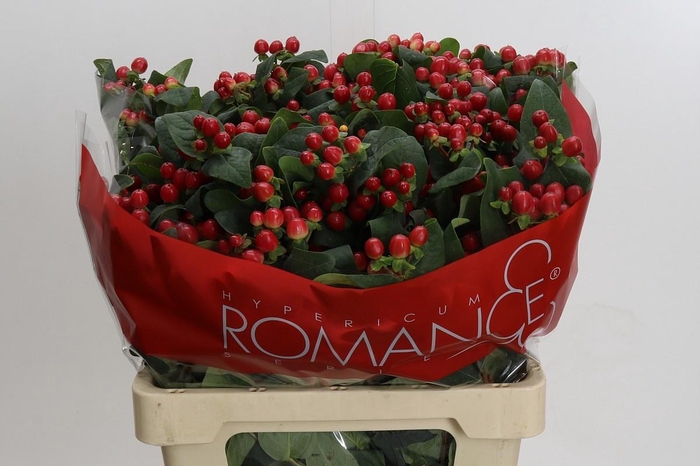 <h4>HYP TRUE ROMANCE</h4>