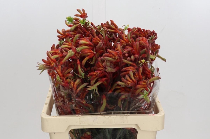 Anigozanthos Rampaging Roy Slaven