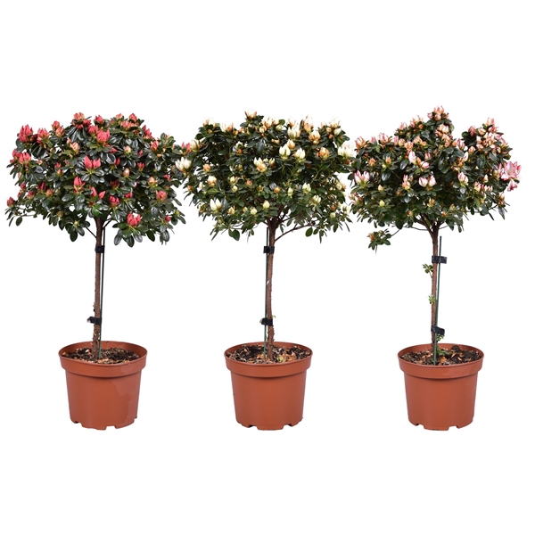 <h4>Azalea op stam gemengd 19cm (Voorjaar soorten)</h4>