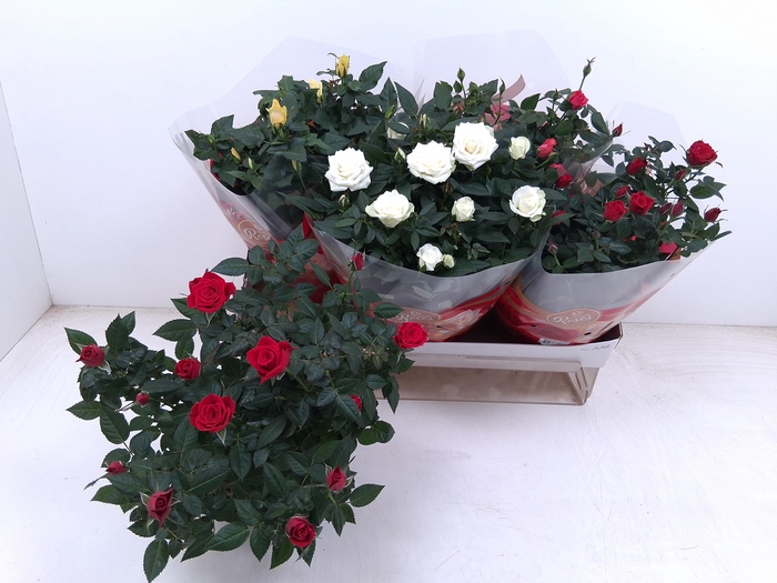 <h4>RO FAV RO GEM 4 SRT</h4>