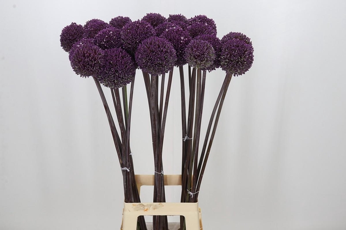 <h4>Allium Summer Drummer</h4>