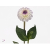 Dahlia Genova