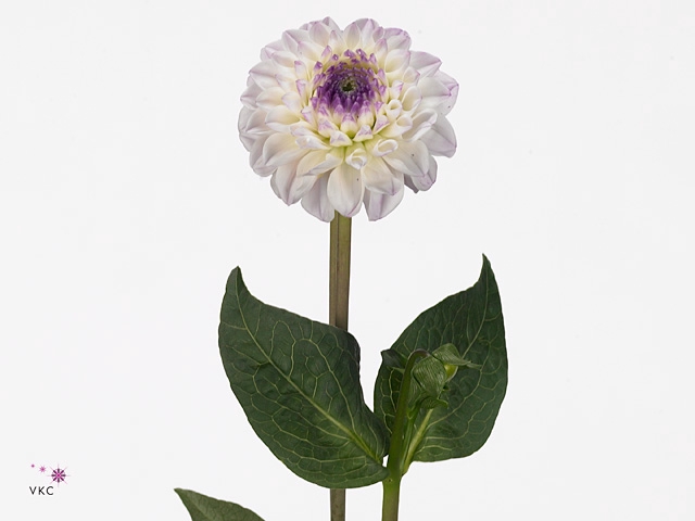 Dahlia Genova