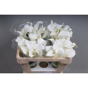 Calla White Present