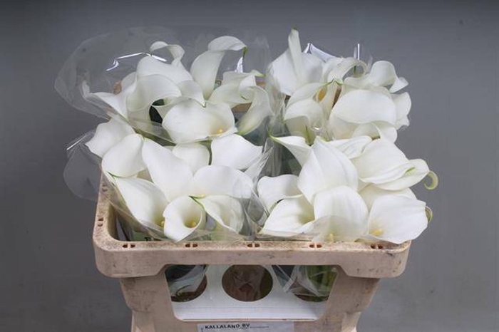 <h4>Calla White Present</h4>