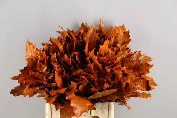 <h4>Quercus Frosted Oranje</h4>