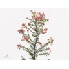 Ozoth Cooks Light Pink