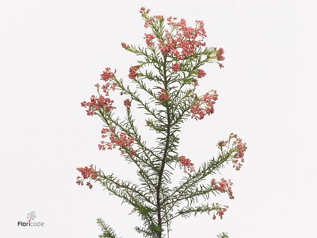 Ozoth Cooks Light Pink