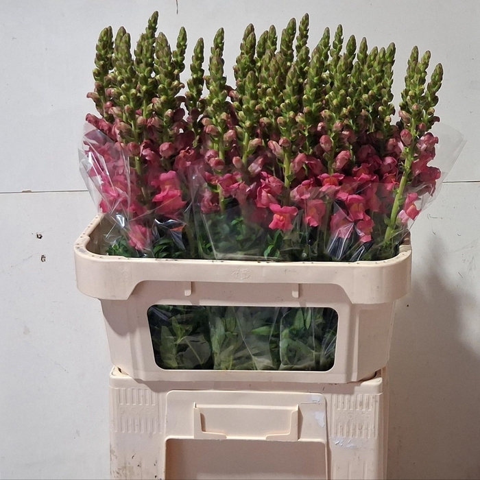 <h4>ANTIR POTO ROSE</h4>