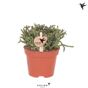Kolibri Greens Rhipsalis Cereuscula Gold