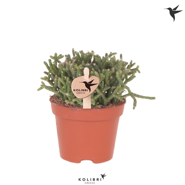 <h4>Kolibri Greens Rhipsalis Cereuscula Gold</h4>