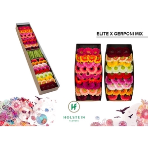 Germini Pomponi Mix Pomponi  Elite Doos