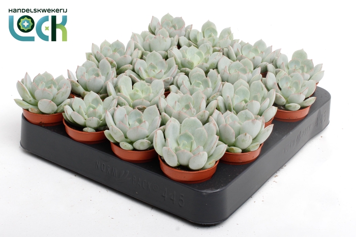 <h4>Echeveria Secunda</h4>