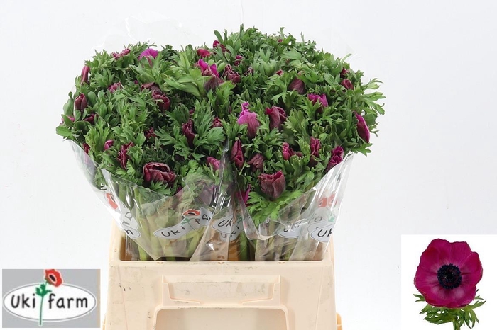 <h4>Anem Gall Purper</h4>