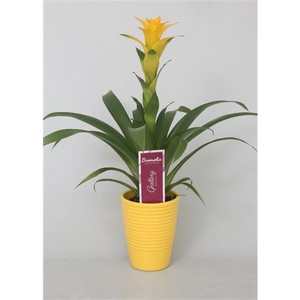 Guzmania 'Desire' in geel ribbelkeramiek